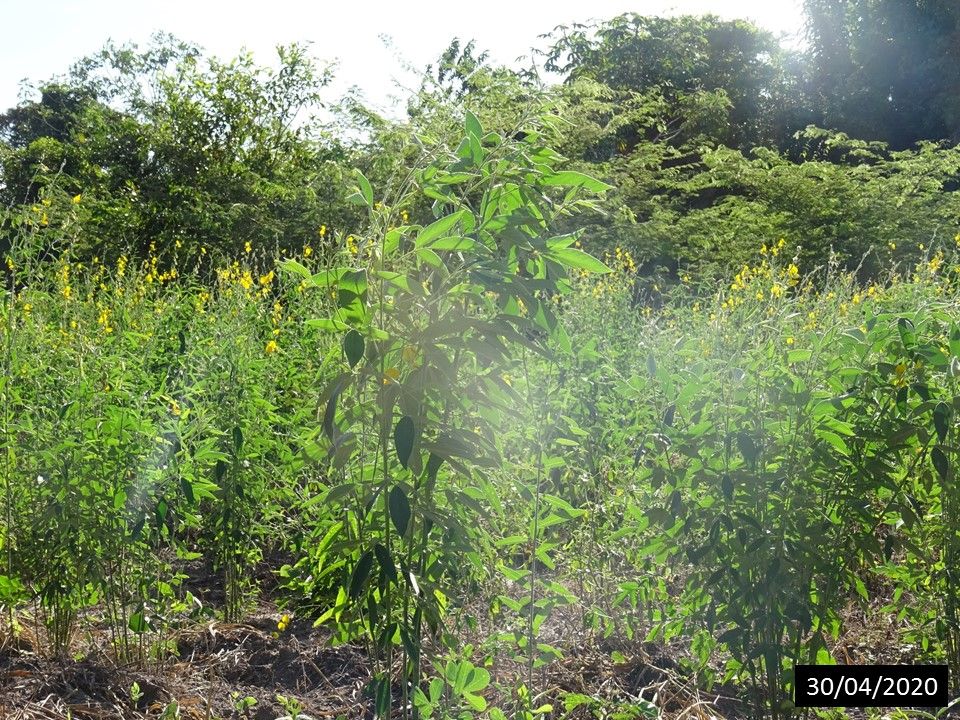 UA - Caminhos da Semente e Black Jaguar, Santana do Araguaia/PA